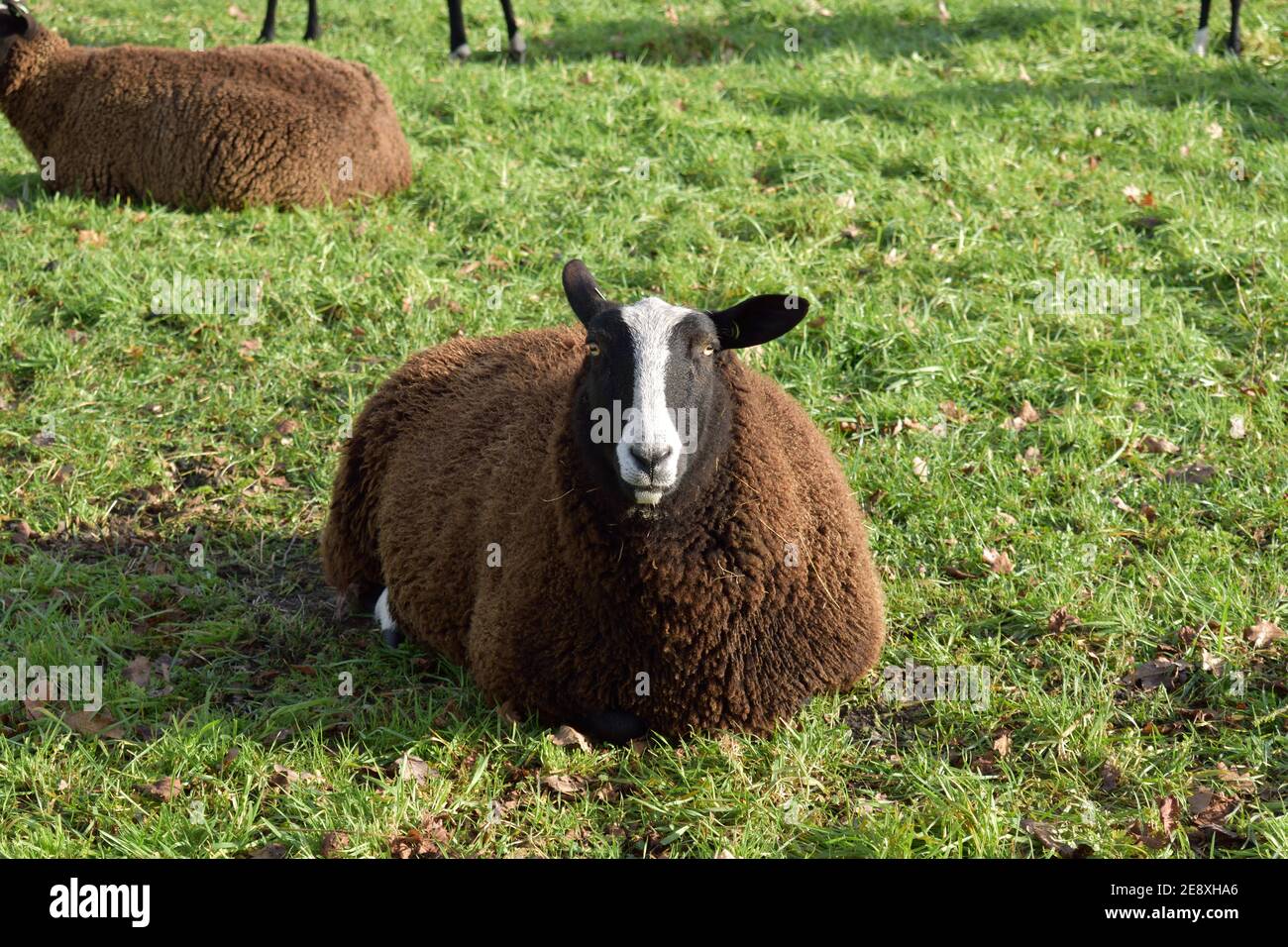 Un gros mouton marron et laineux se détendant dans un champ et regardant curieusement la caméra Banque D'Images