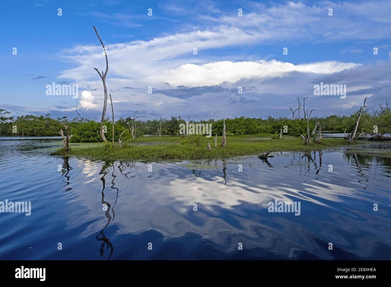 Marais dans la réserve naturelle de Bigi Pan à Nieuw Nickerie, Suriname / Surinam Banque D'Images