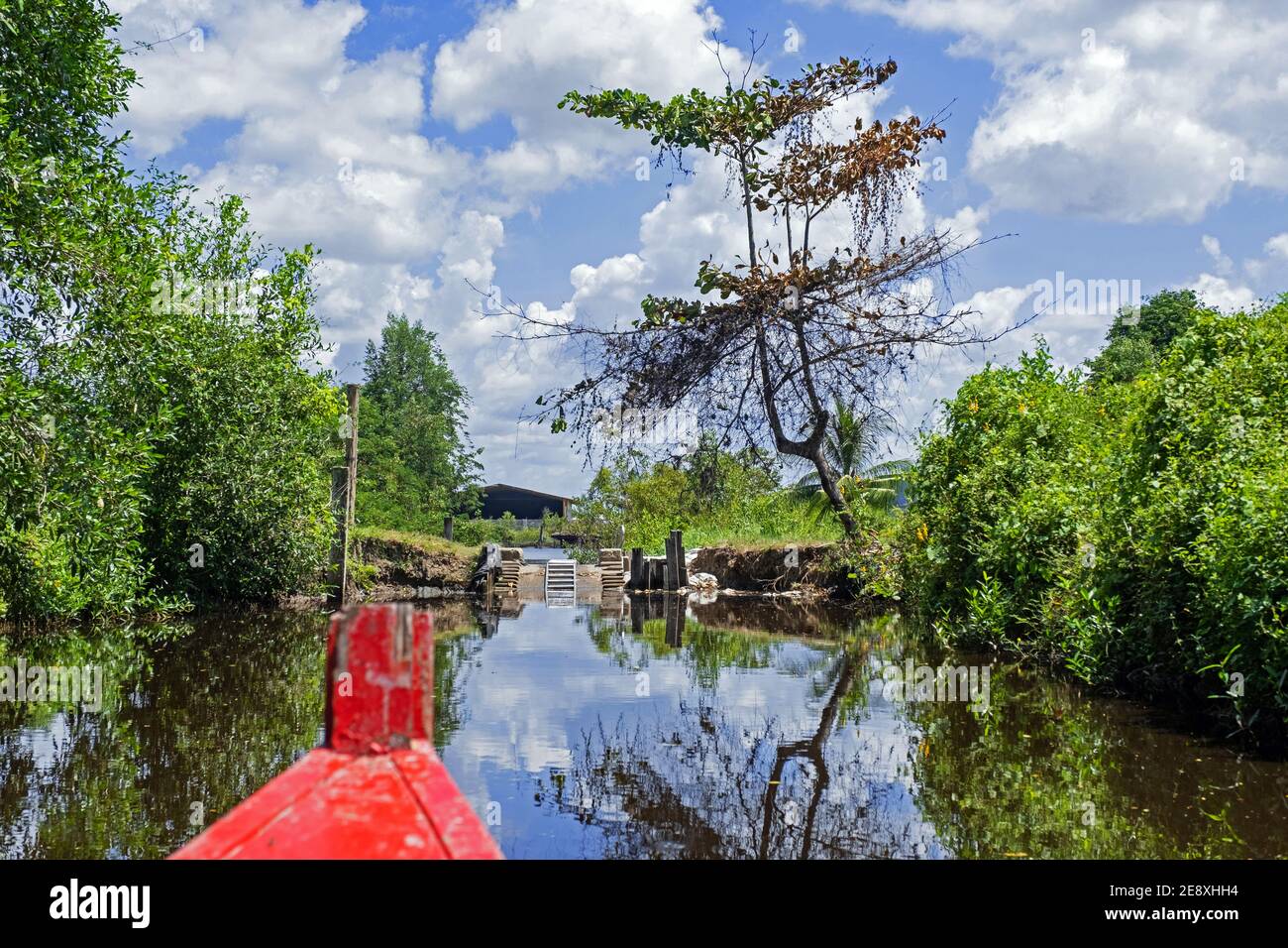 Rampe pour bateau dans le fond de la réserve naturelle de Bigi Pan à Nieuw Nickerie, Suriname / Surinam Banque D'Images