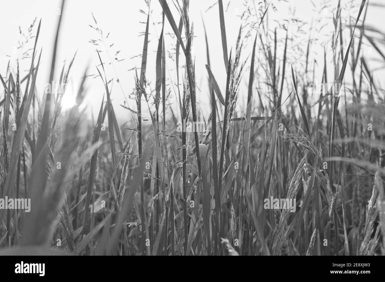 Photographie en noir et blanc. Coucher ou aube, prairie, herbe, champ, campagne, coquelicots, ciel et soleil Banque D'Images