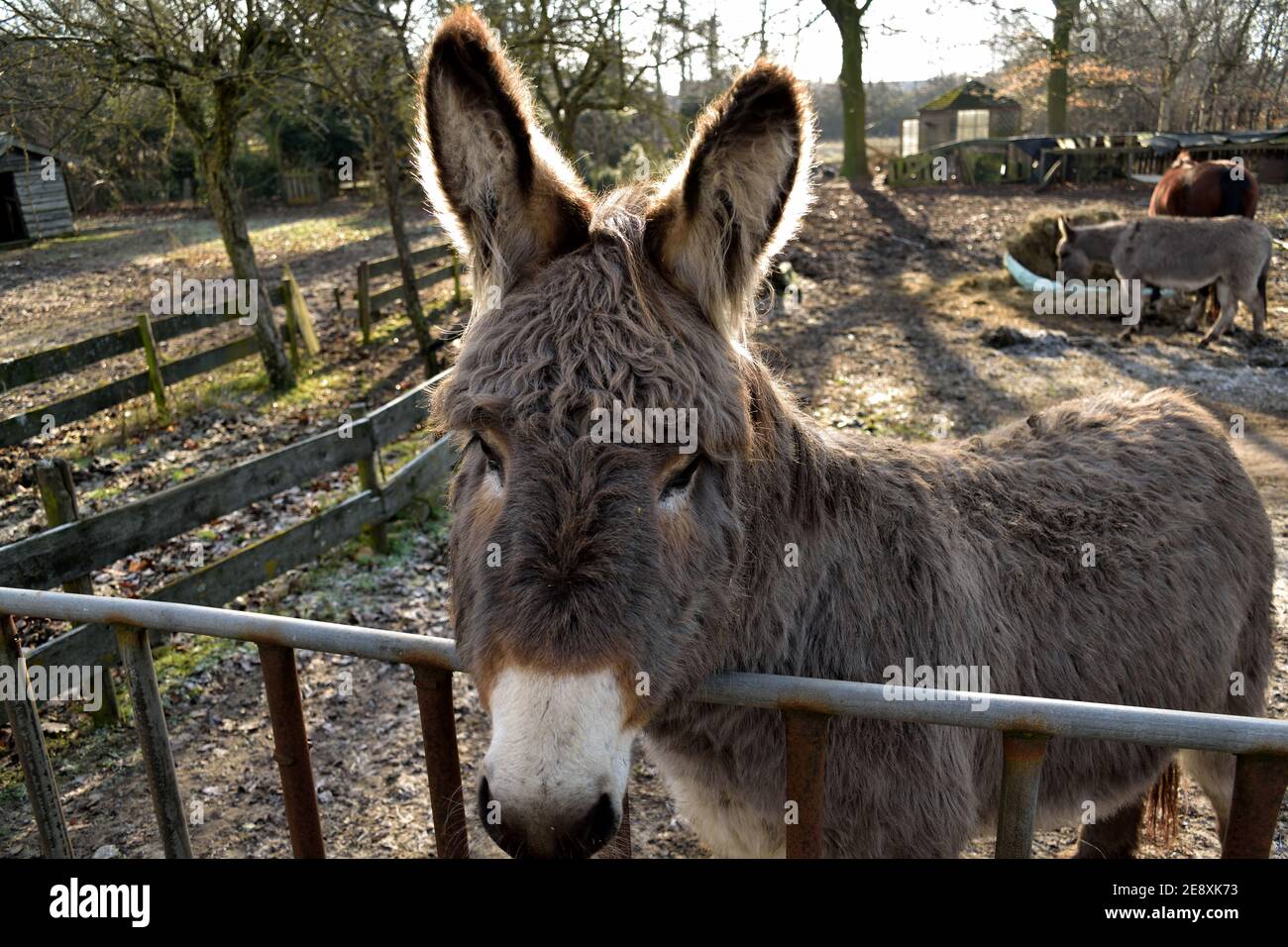 Un joli âne moelleux dans le paddock de la ferme près de OSS, pays-Bas Banque D'Images