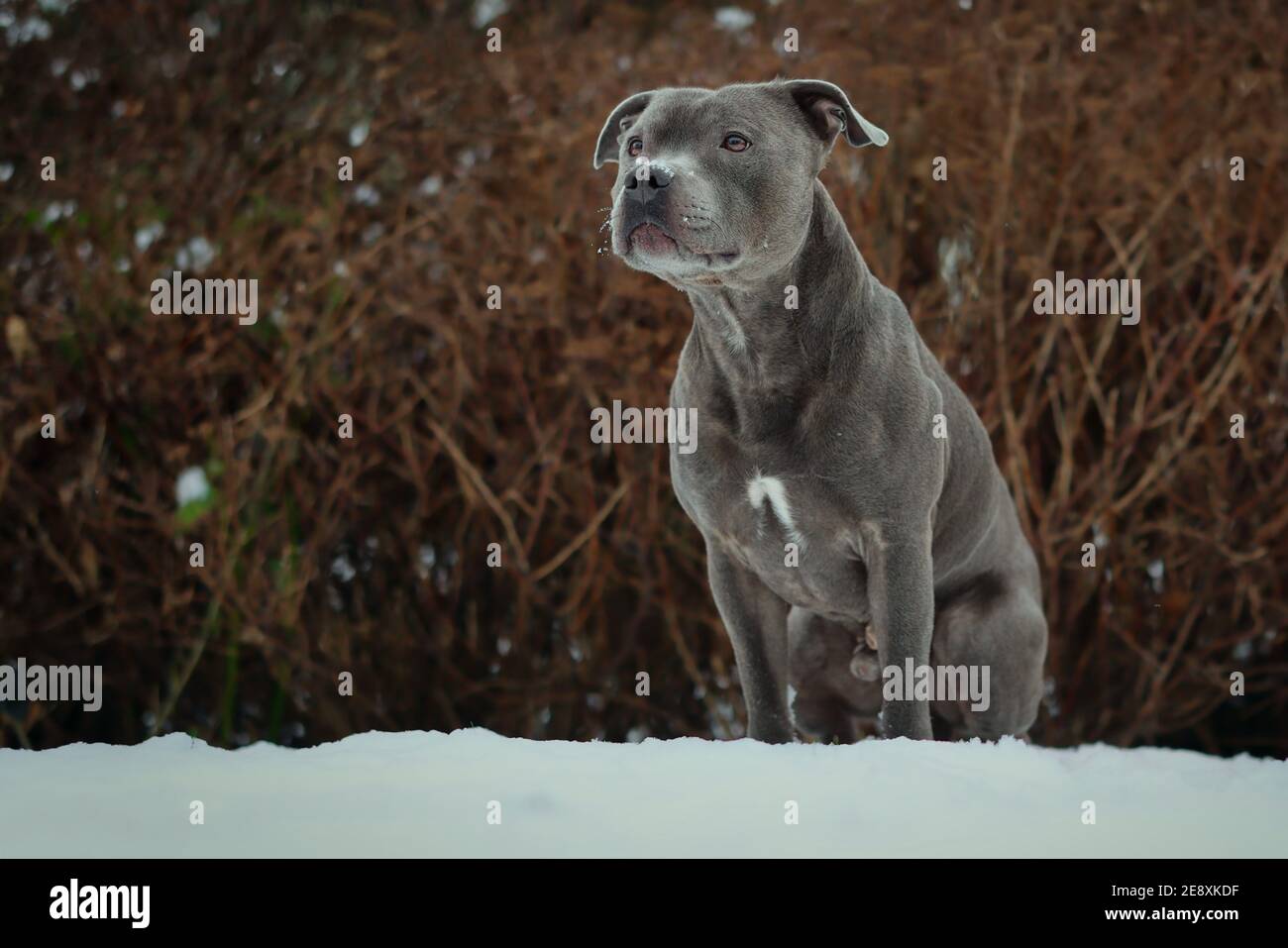 Assis Staffordshire Bull Terrier dans Snowy Garden. L'équipe d'hiver, Bull Dog, regarde la nature. Banque D'Images