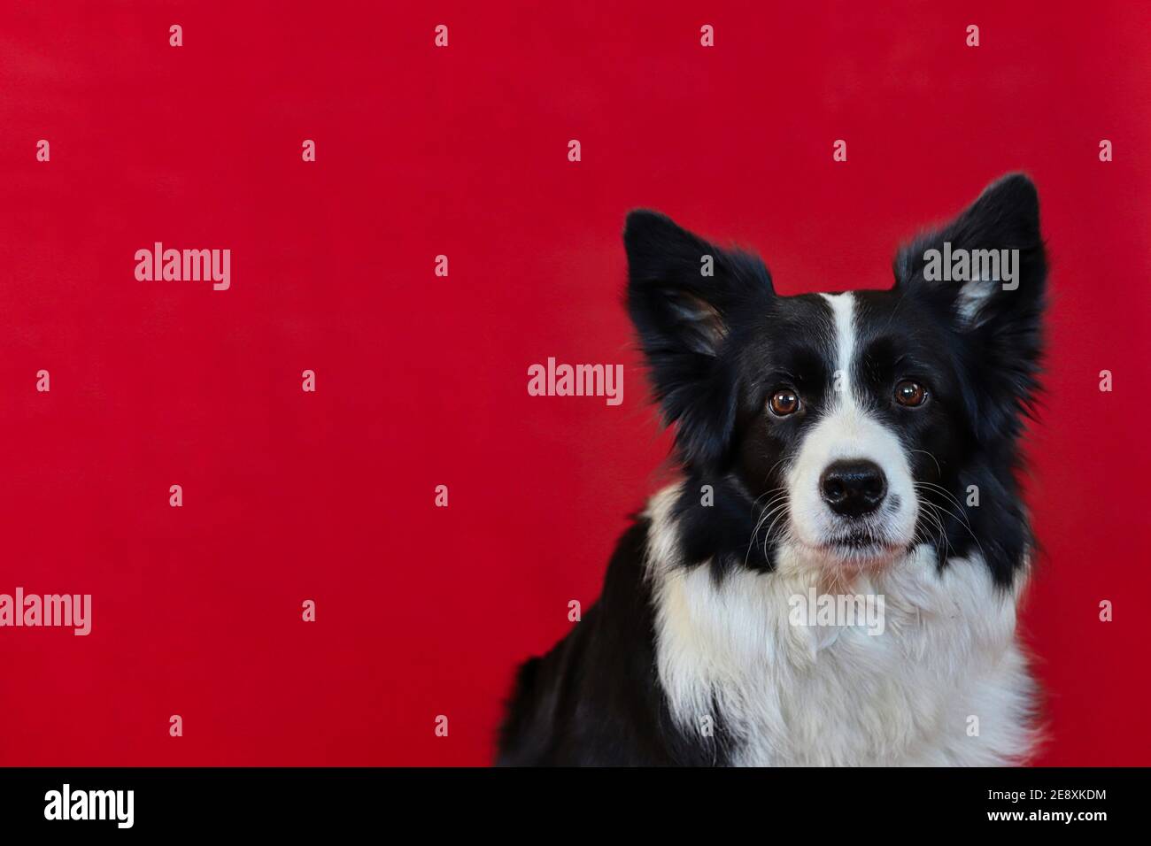 Portrait de Border Collie isolé sur Rouge. Tête de chien adorable noir et blanc. Banque D'Images