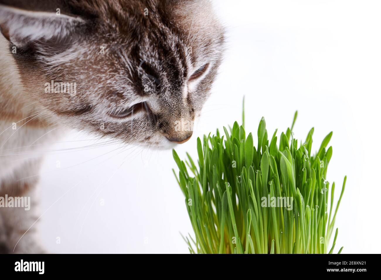 herbe pour animaux ou herbe pour chats. chat domestique mange de l'herbe verte sur fond blanc Banque D'Images