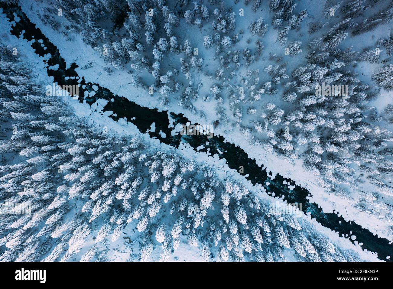 Vue aérienne d'une rivière gelée traversant une forêt hivernale de sapins couverts de neige, Suisse Banque D'Images