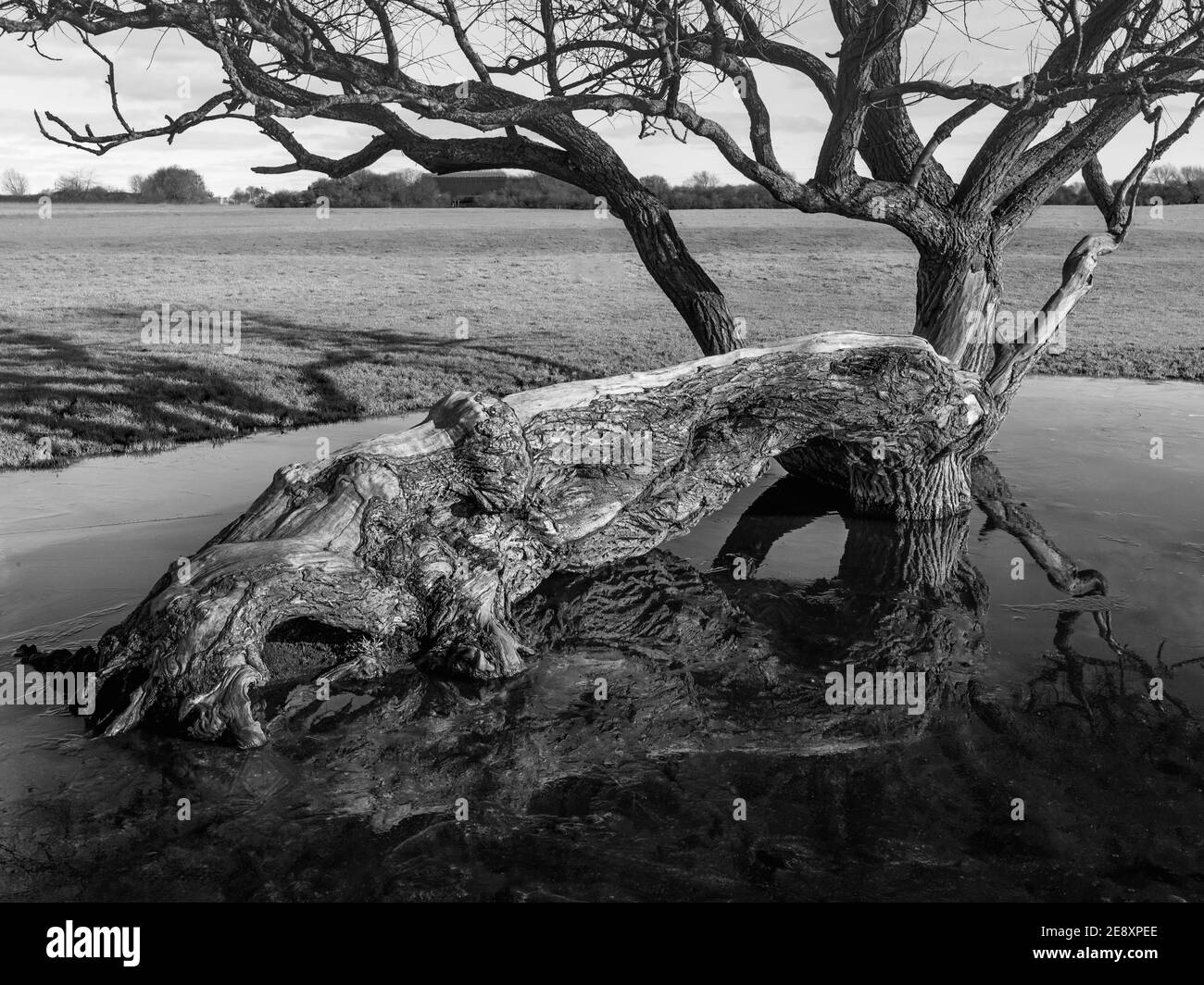 Arbre tombé en raison de dommages causés par la tempête entouré par l'eau de pluie stagnante dans un pâturage ouvert sous ciel clair en hiver à Beverley, Yorkshire, Royaume-Uni. Banque D'Images