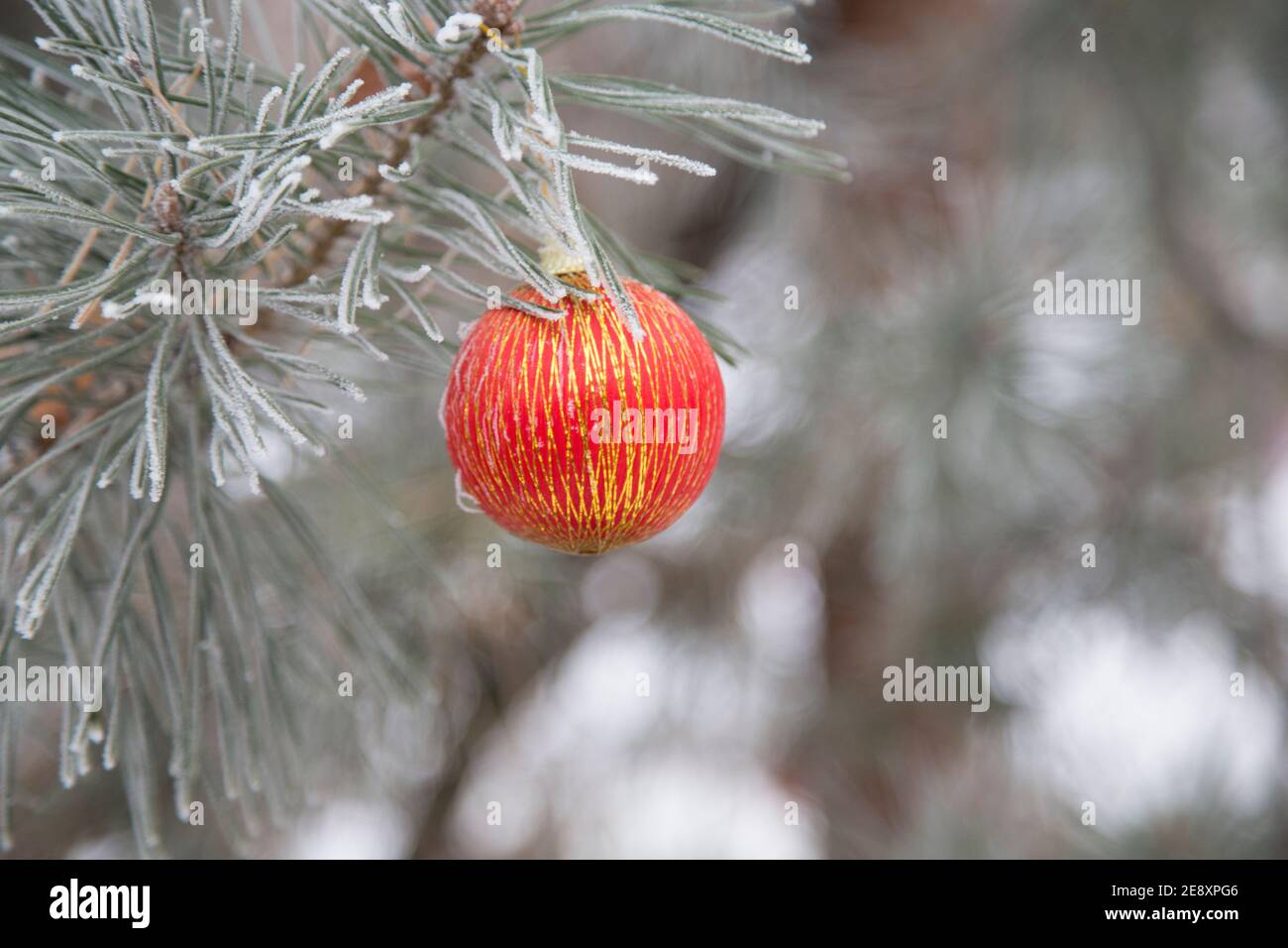 Boule orange de Noël sur une branche de pin. Gros plan. Banque D'Images