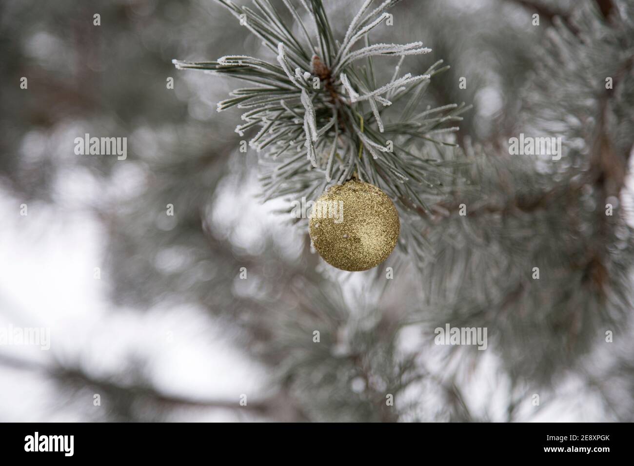 Boule dorée de Noël sur une branche de pin. Gros plan. Banque D'Images