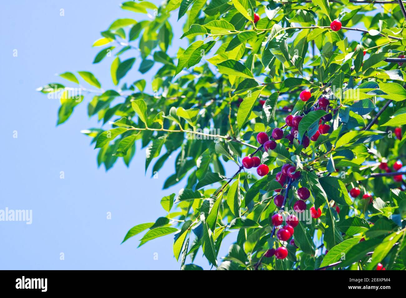 Cerise rouge sur arbre vert. Ciel bleu. Banque D'Images