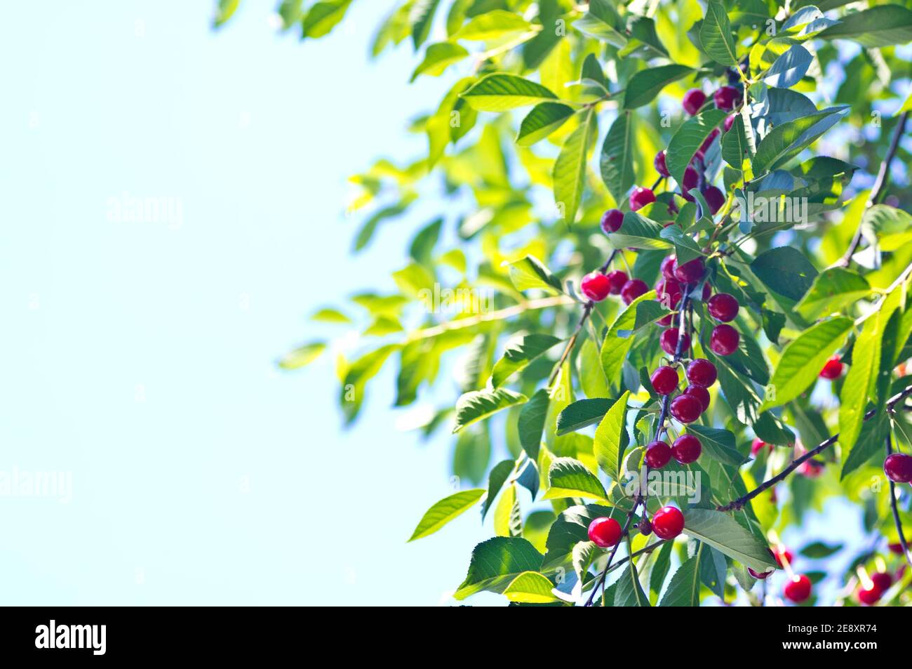 Cerise rouge sur arbre vert. Ciel bleu. Banque D'Images