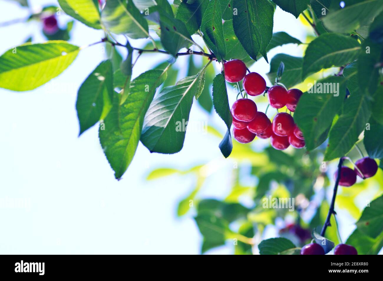 Cerise rouge sur arbre vert. Ciel bleu. Banque D'Images