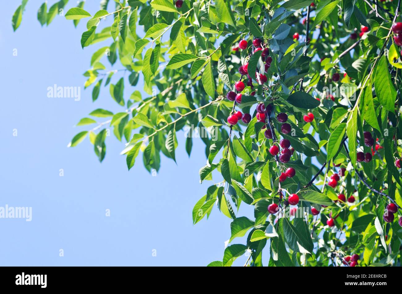 Cerise rouge sur arbre vert. Ciel bleu. Banque D'Images