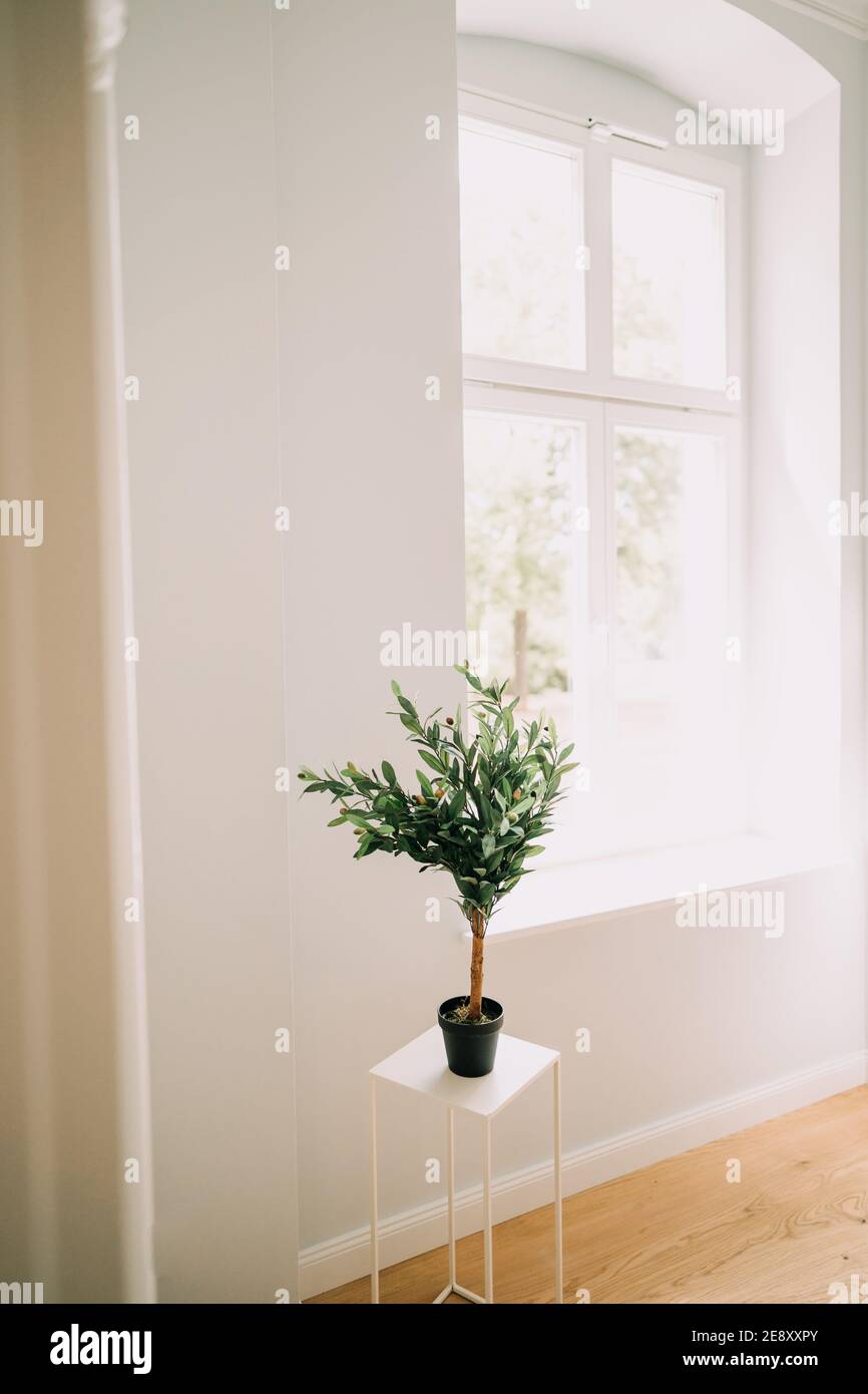 Arrière-plan intérieur avec plante sur une petite table Banque D'Images