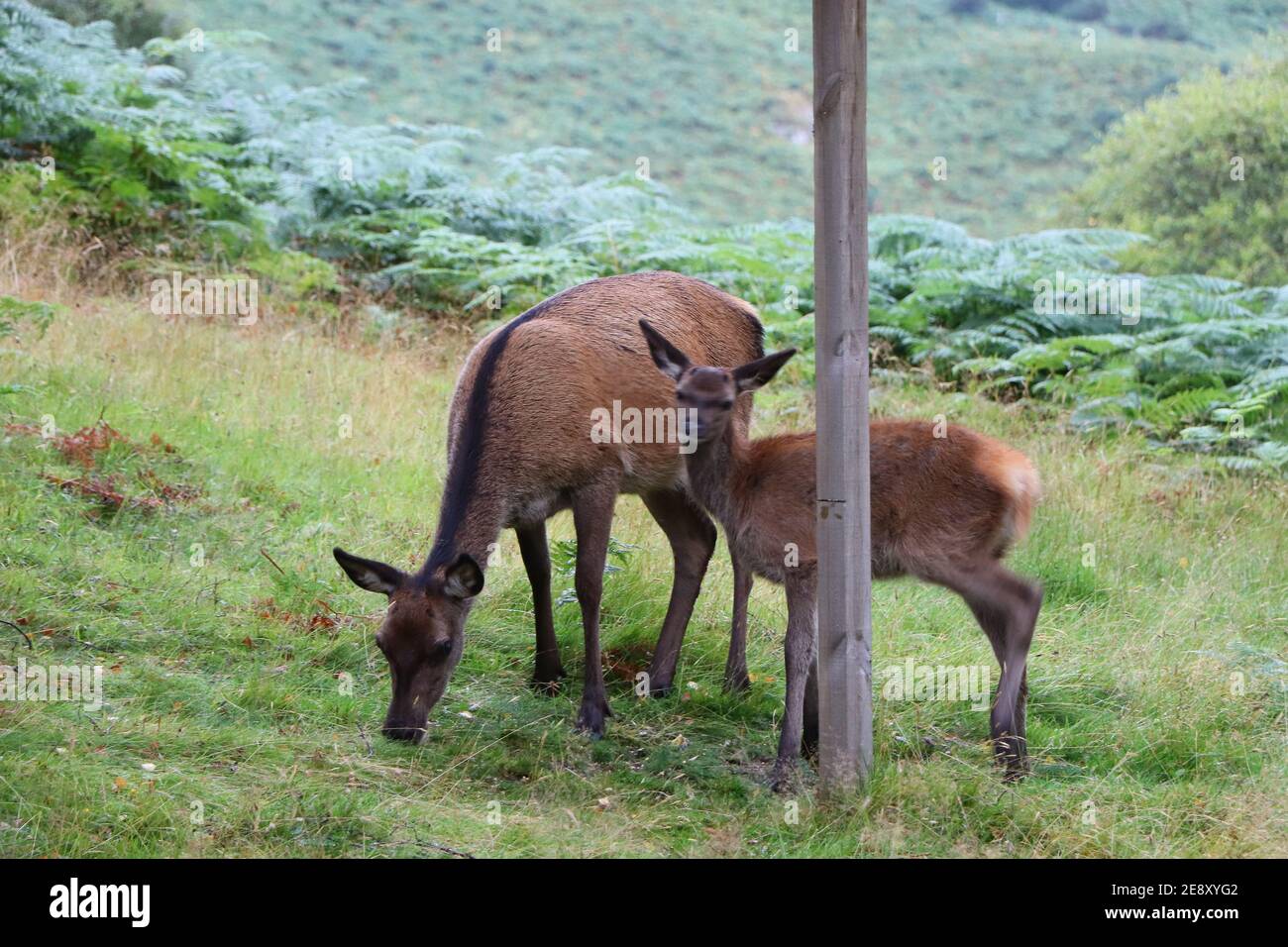 Deer autour d'Eagle Brae en Écosse Banque D'Images