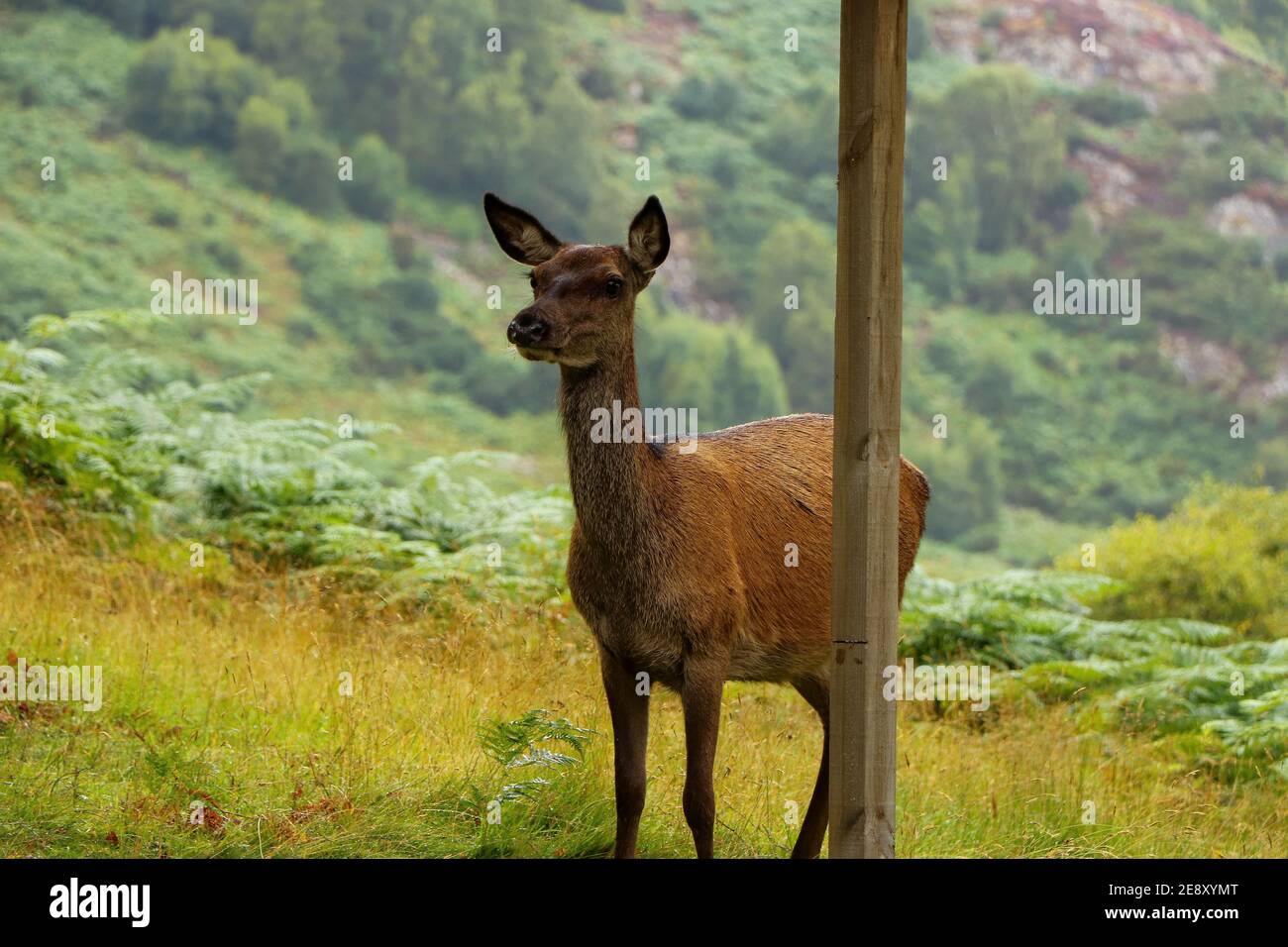 Deer autour d'Eagle Brae en Écosse Banque D'Images