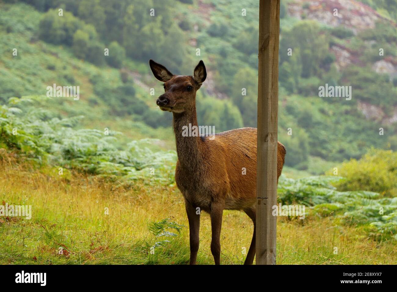 Deer autour d'Eagle Brae en Écosse Banque D'Images