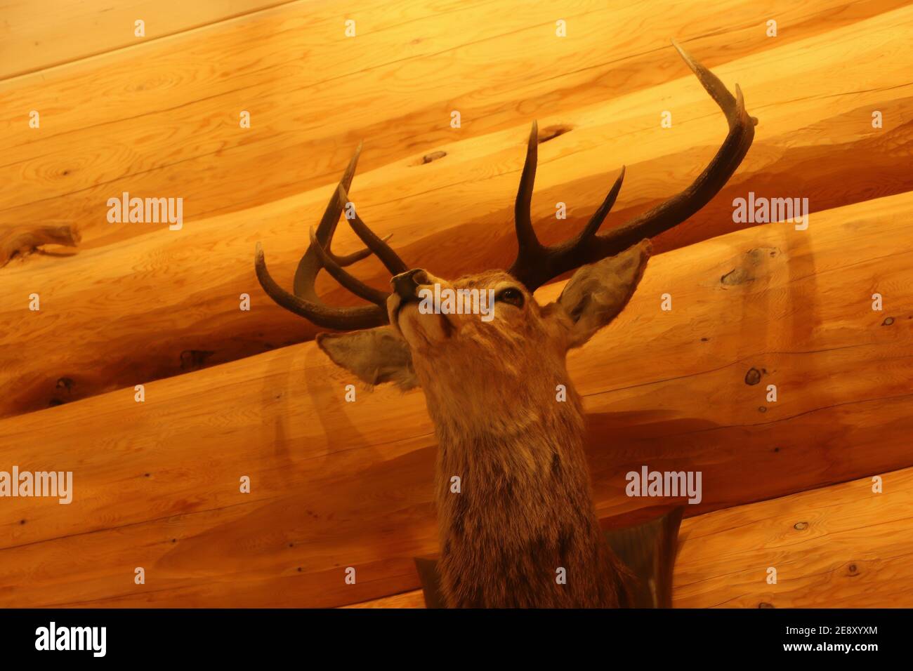 Deer autour d'Eagle Brae en Écosse Banque D'Images