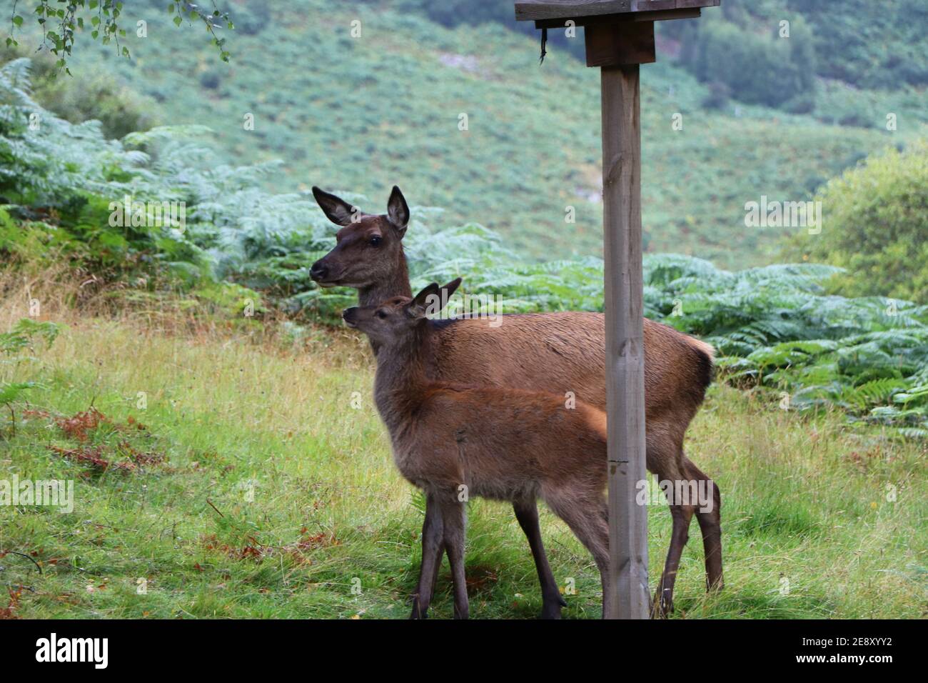 Deer autour d'Eagle Brae en Écosse Banque D'Images