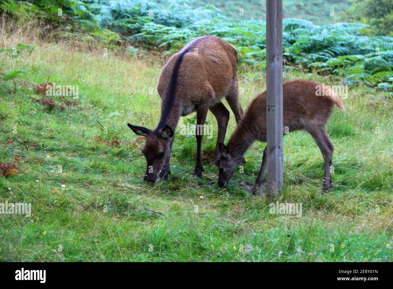 Deer autour d'Eagle Brae en Écosse Banque D'Images