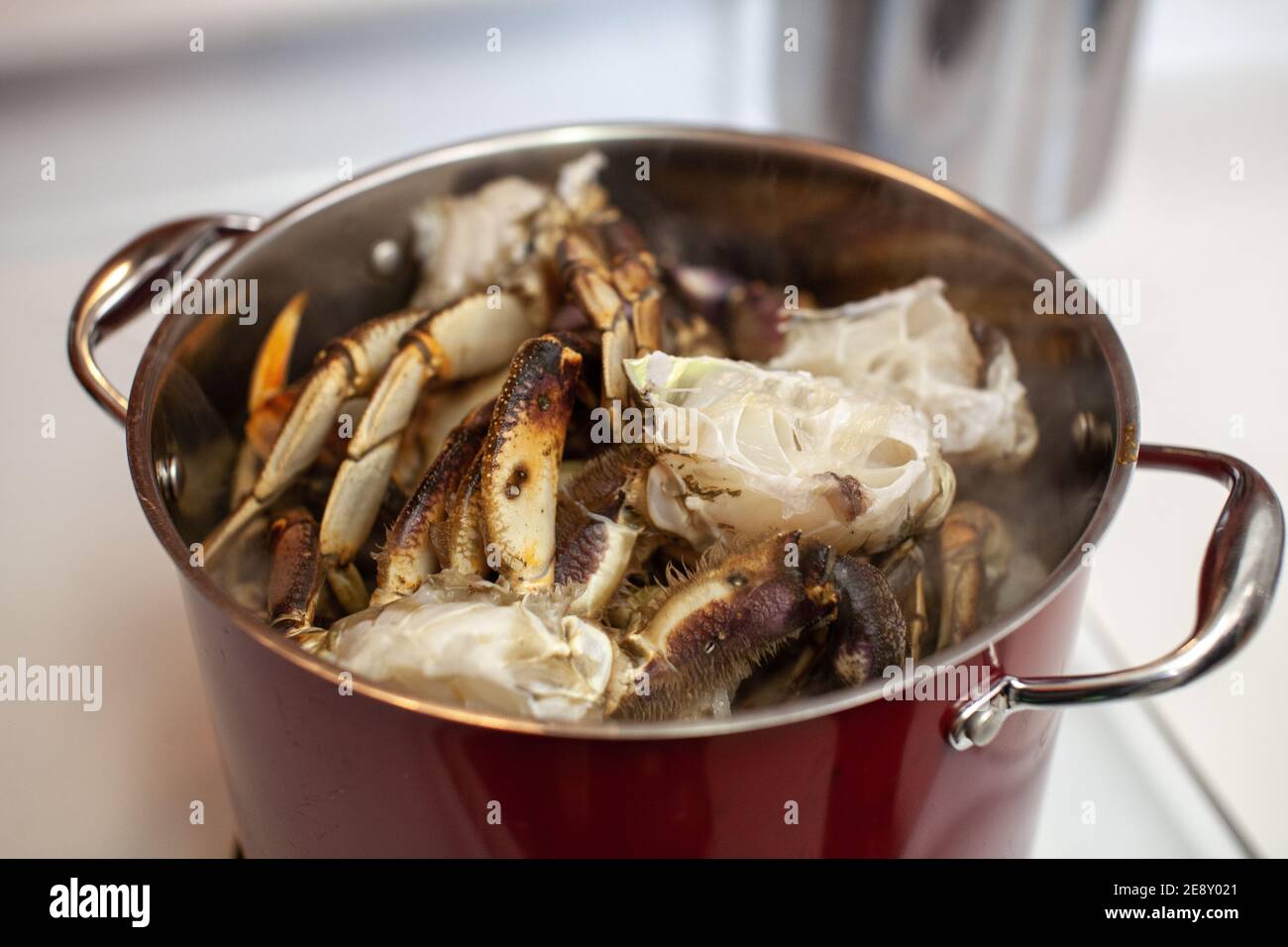 Les pattes de crabe dormantes sont mises dans un grand pot d'eau bouillante à cuire à la vapeur et à manger pour le dîner Banque D'Images