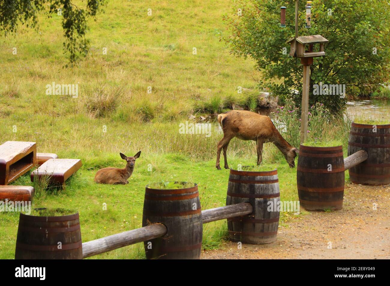 Deer autour d'Eagle Brae en Écosse Banque D'Images