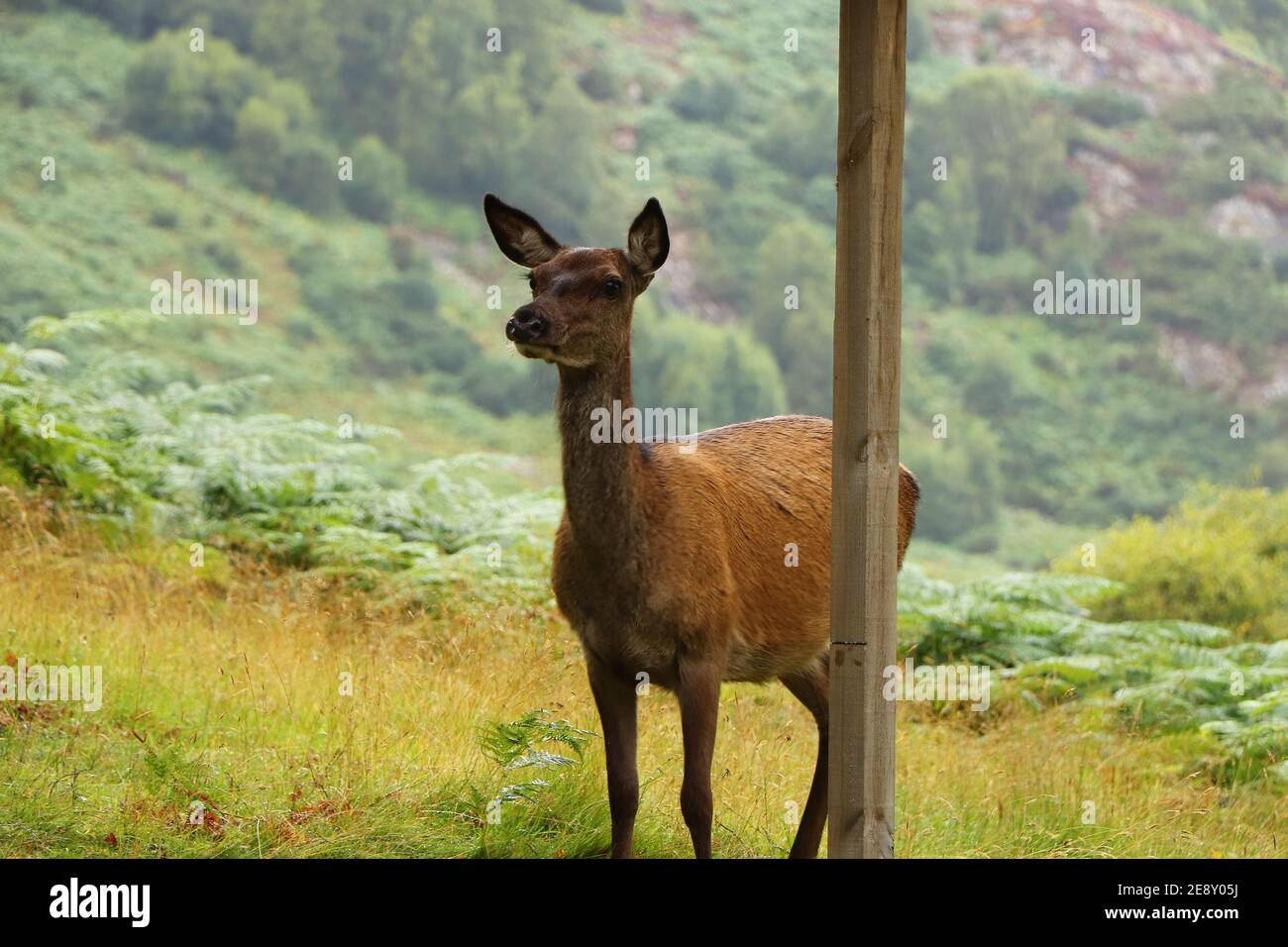 Deer autour d'Eagle Brae en Écosse Banque D'Images