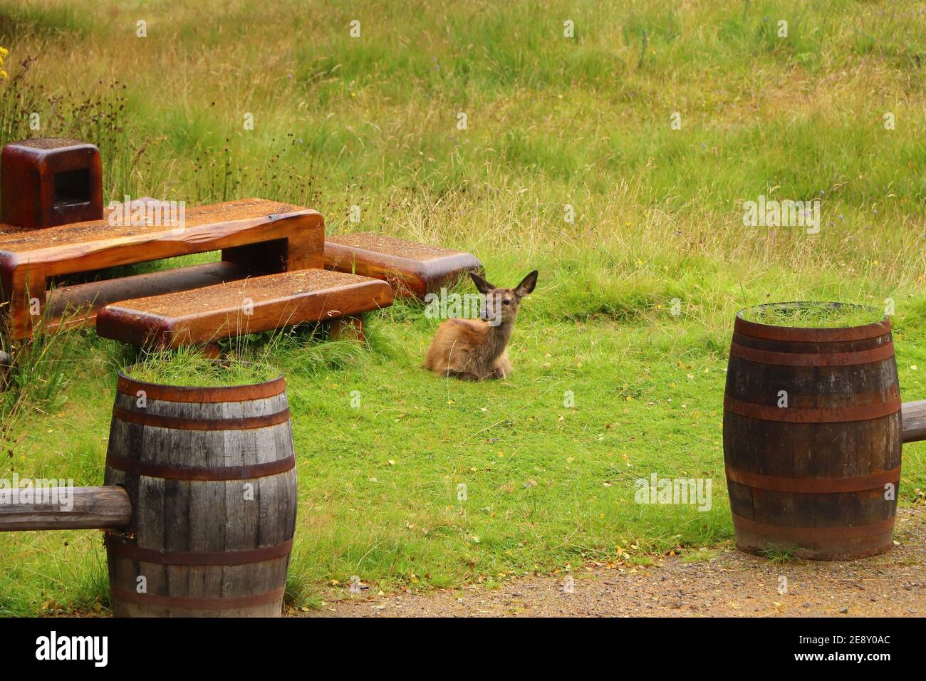 Deer autour d'Eagle Brae en Écosse Banque D'Images