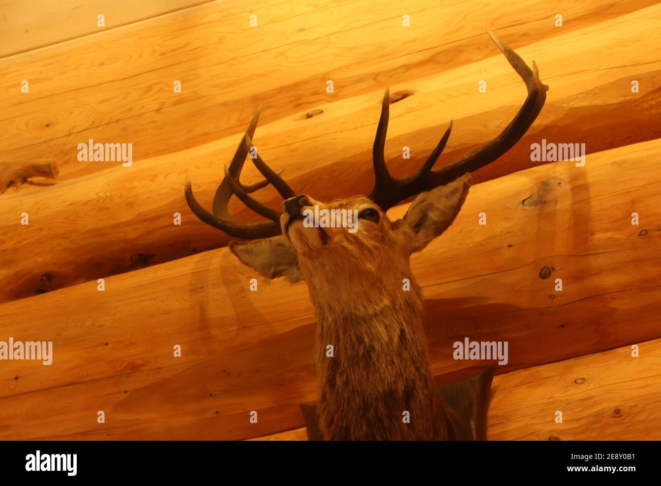 Deer autour d'Eagle Brae en Écosse Banque D'Images