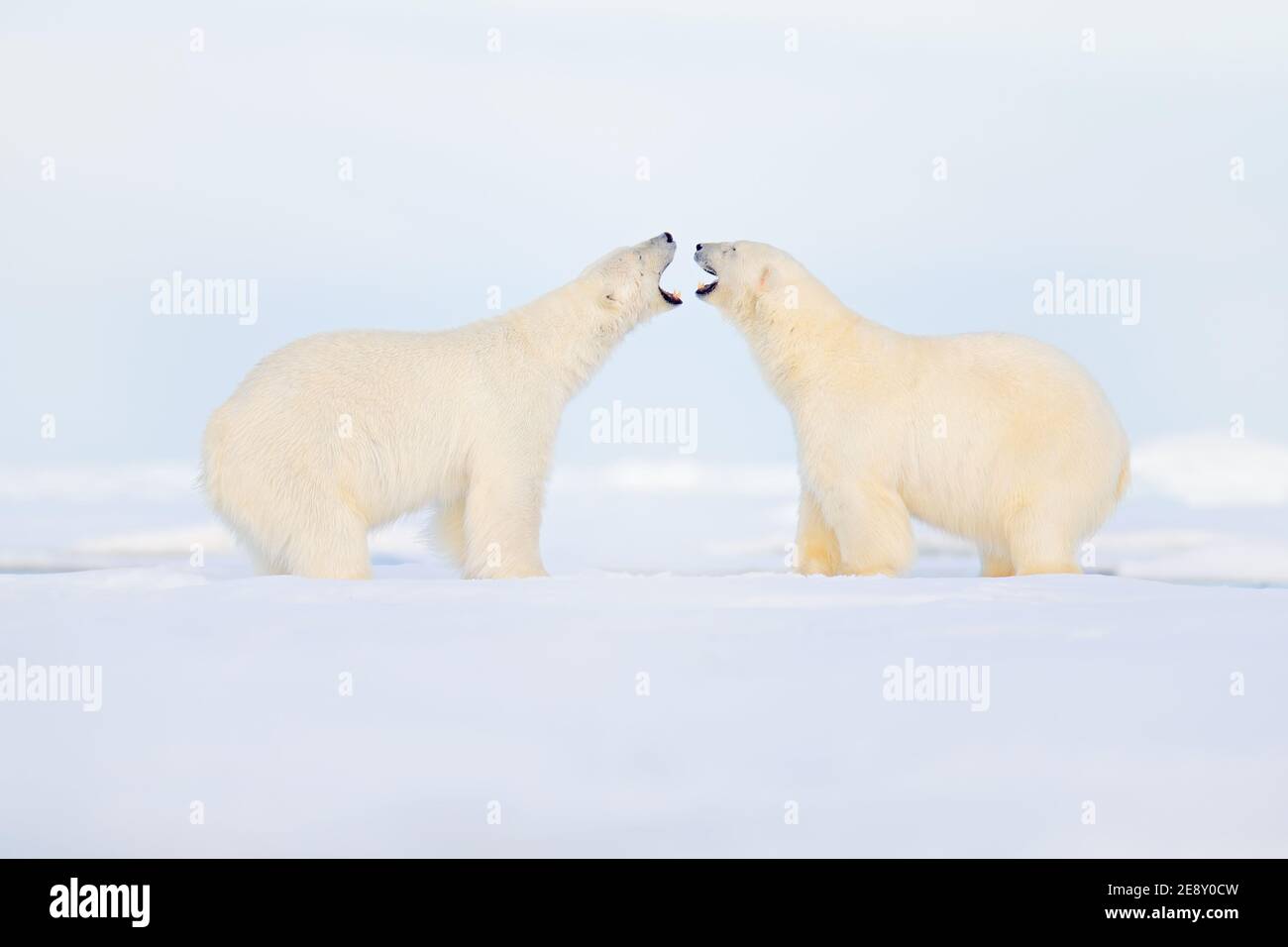 Couple d'ours polaires, en cuddling sur la glace dérivante dans le Svalbard articulaire. Bête dangereuse de nature froide. Banque D'Images