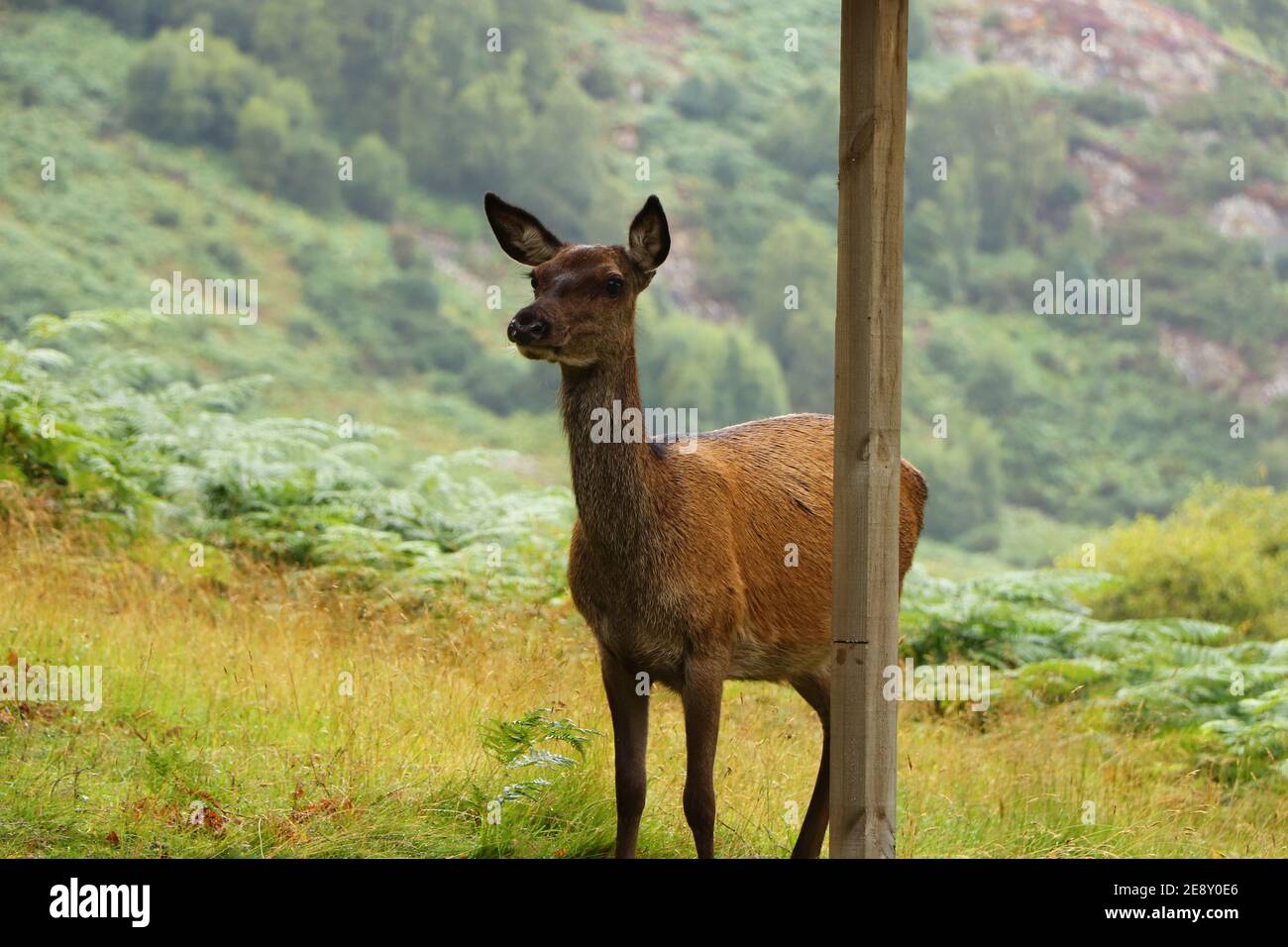 Deer autour d'Eagle Brae en Écosse Banque D'Images