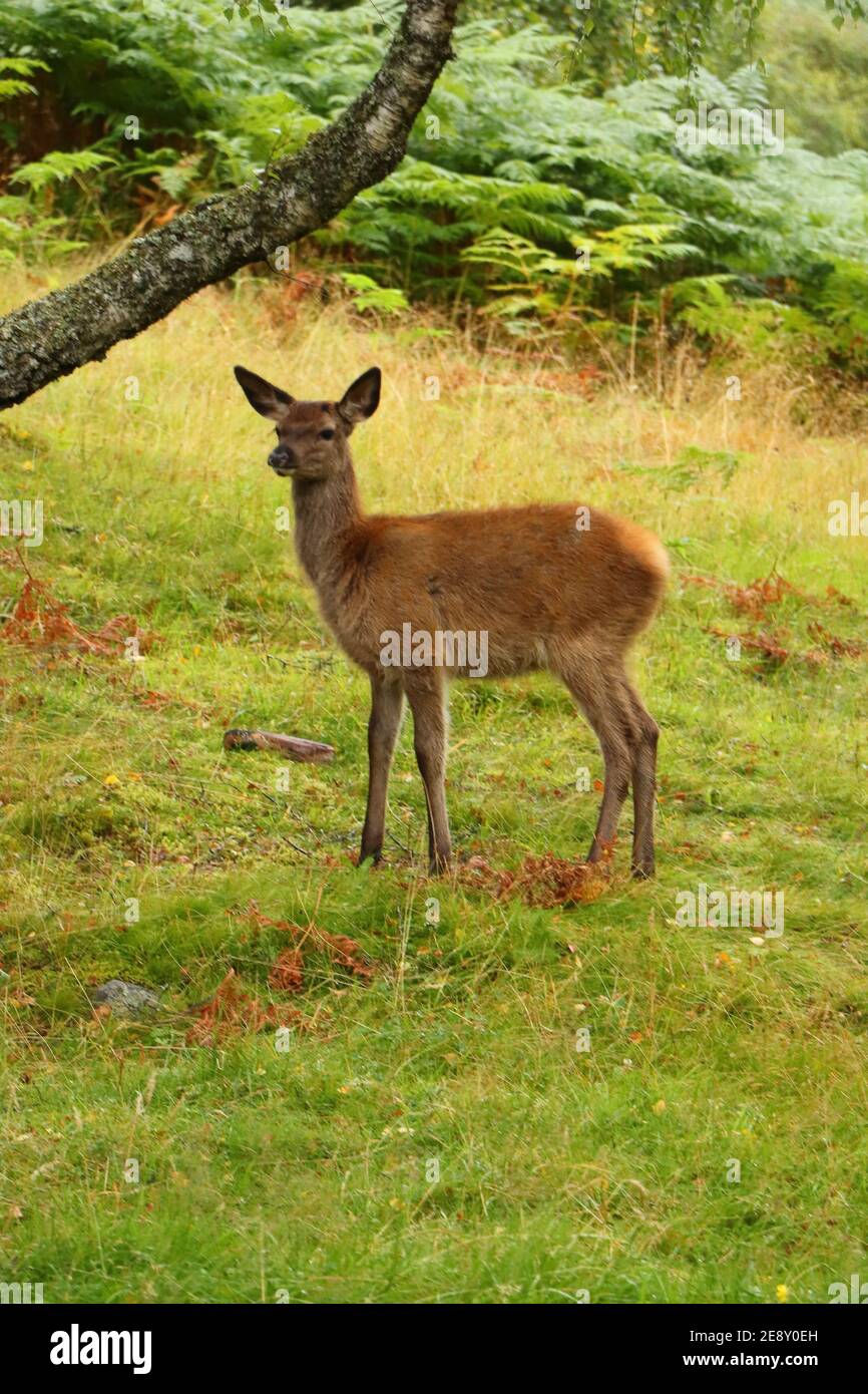 Deer autour d'Eagle Brae en Écosse Banque D'Images