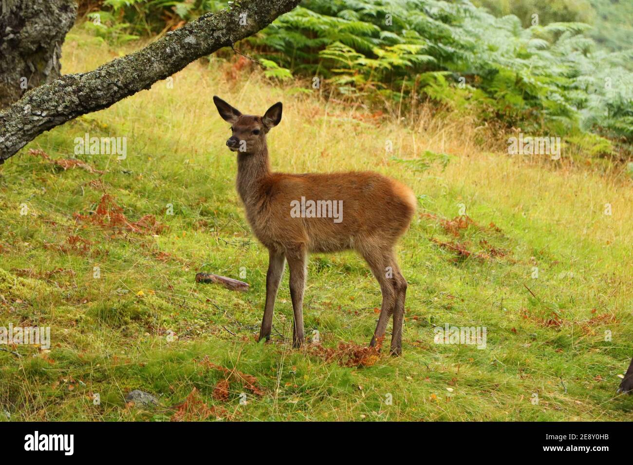 Deer autour d'Eagle Brae en Écosse Banque D'Images