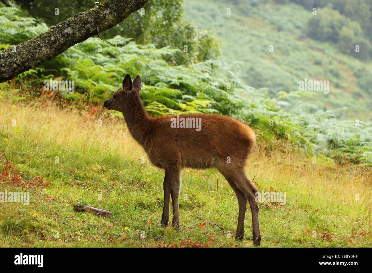 Deer autour d'Eagle Brae en Écosse Banque D'Images