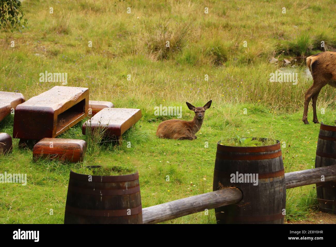 Deer autour d'Eagle Brae en Écosse Banque D'Images