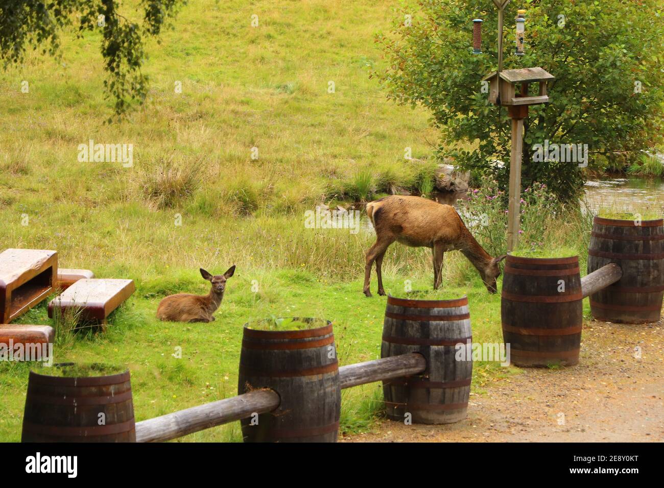 Deer autour d'Eagle Brae en Écosse Banque D'Images