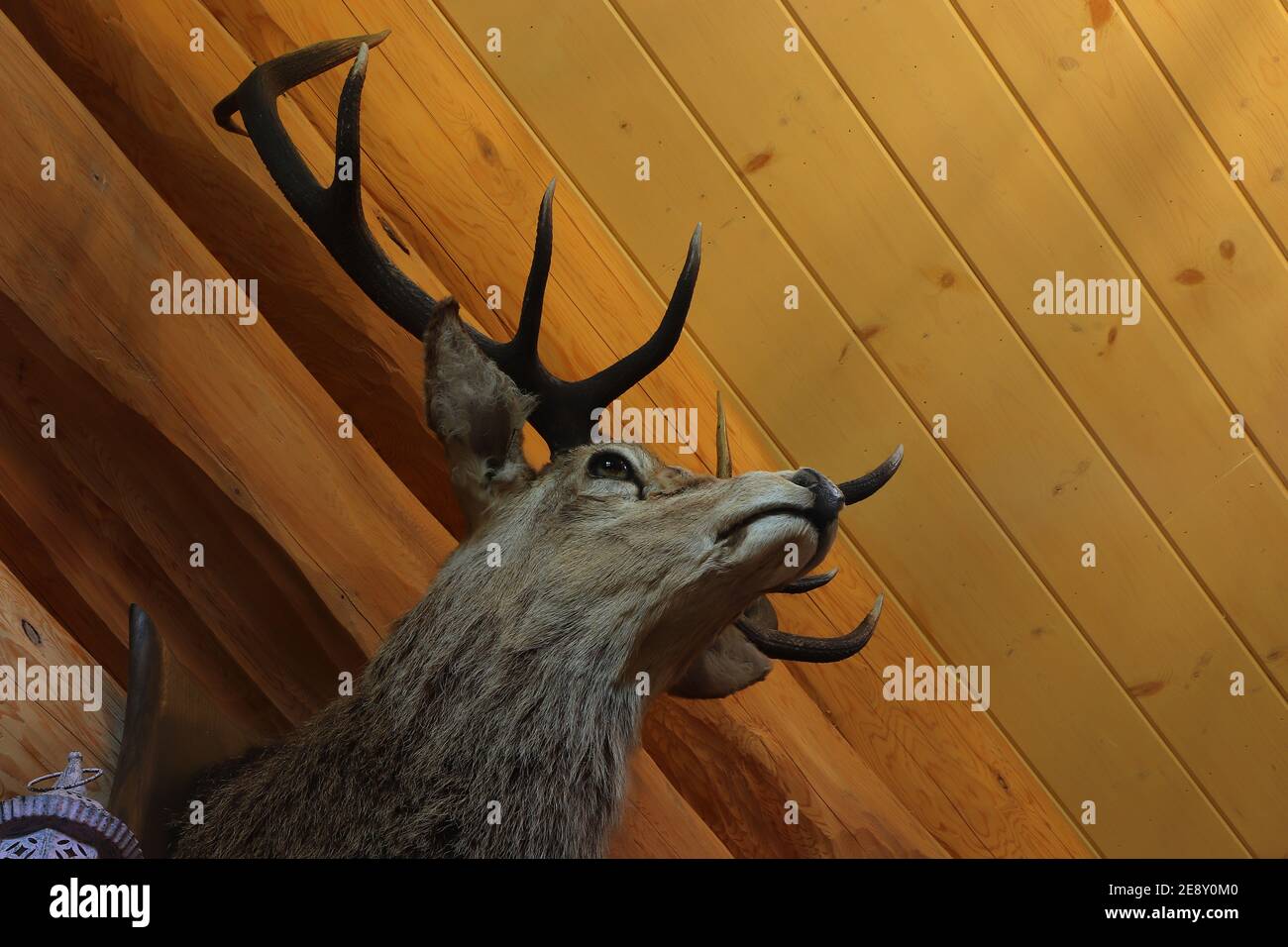 Deer autour d'Eagle Brae en Écosse Banque D'Images