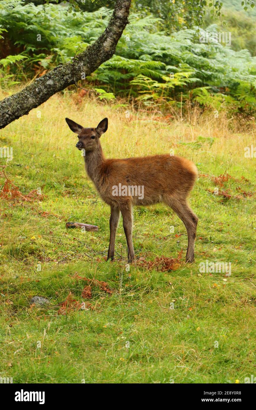Deer autour d'Eagle Brae en Écosse Banque D'Images