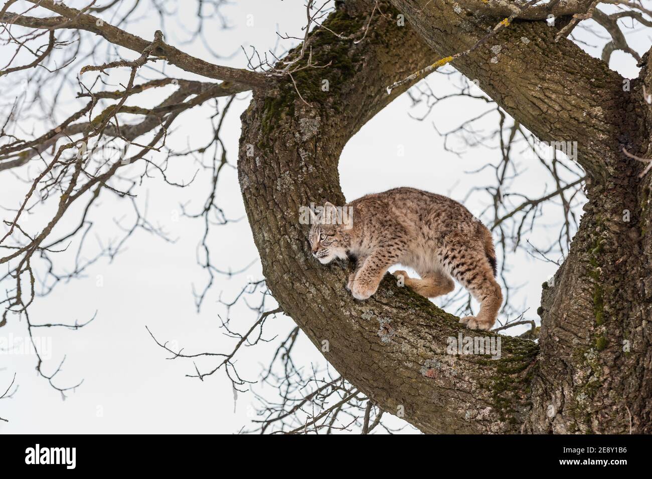 Lynx Eurasien Un Cub D Un Chat Sauvage Sur Un Arbre Un Jeune Lynx Dans La Nature Sauvage D Hiver Monte Un Arbre Mignon Bebe Lynx En Foret D Hiver Par Temps Froid Photo Stock