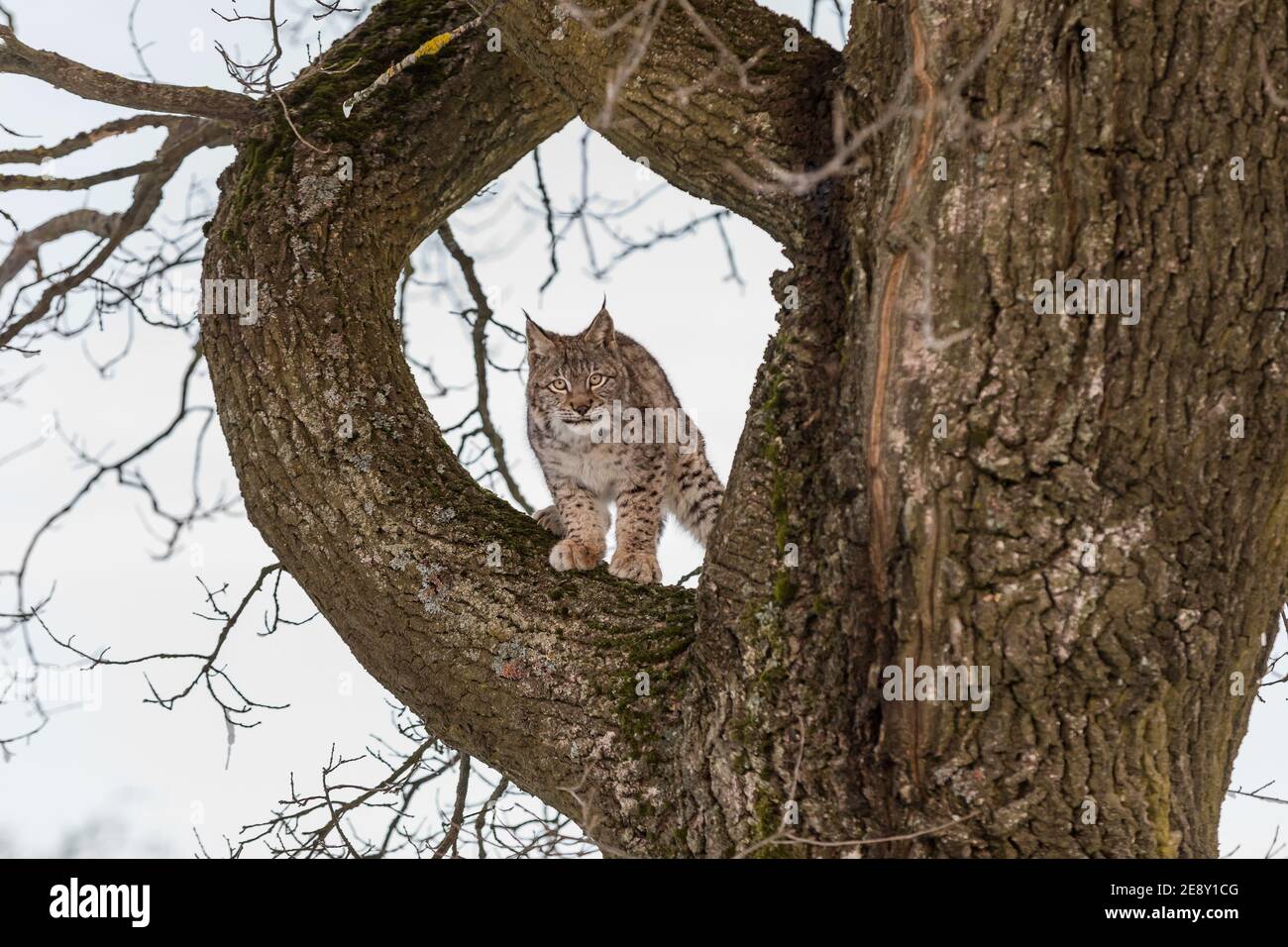Lynx Eurasien Un Cub D Un Chat Sauvage Sur Un Arbre Un Jeune Lynx Dans La Nature Sauvage D Hiver Monte Un Arbre Mignon Bebe Lynx En Foret D Hiver Par Temps Froid Photo Stock