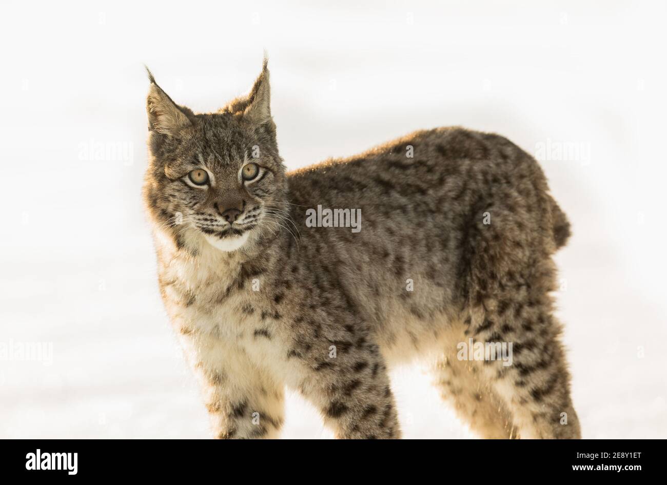 Portrait Bebe Lynx Eurasien Un Cub D Un Chat Sauvage Dans La Neige Magnifique Jeune Lynx Dans La Nature Sauvage D Hiver Un Bebe Lynx Mignon Marche Sur Un Pre En Wint Photo Stock