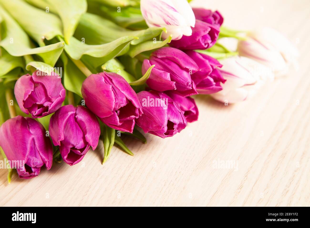 Tulipes de printemps violettes sur fond blanc en bois Banque D'Images