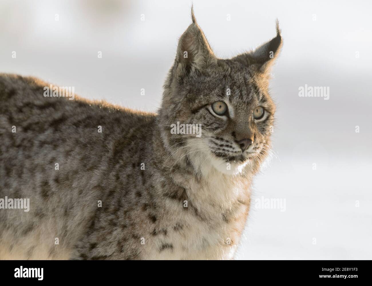 Baby Lynx Banque D Image Et Photos Page 2 Alamy