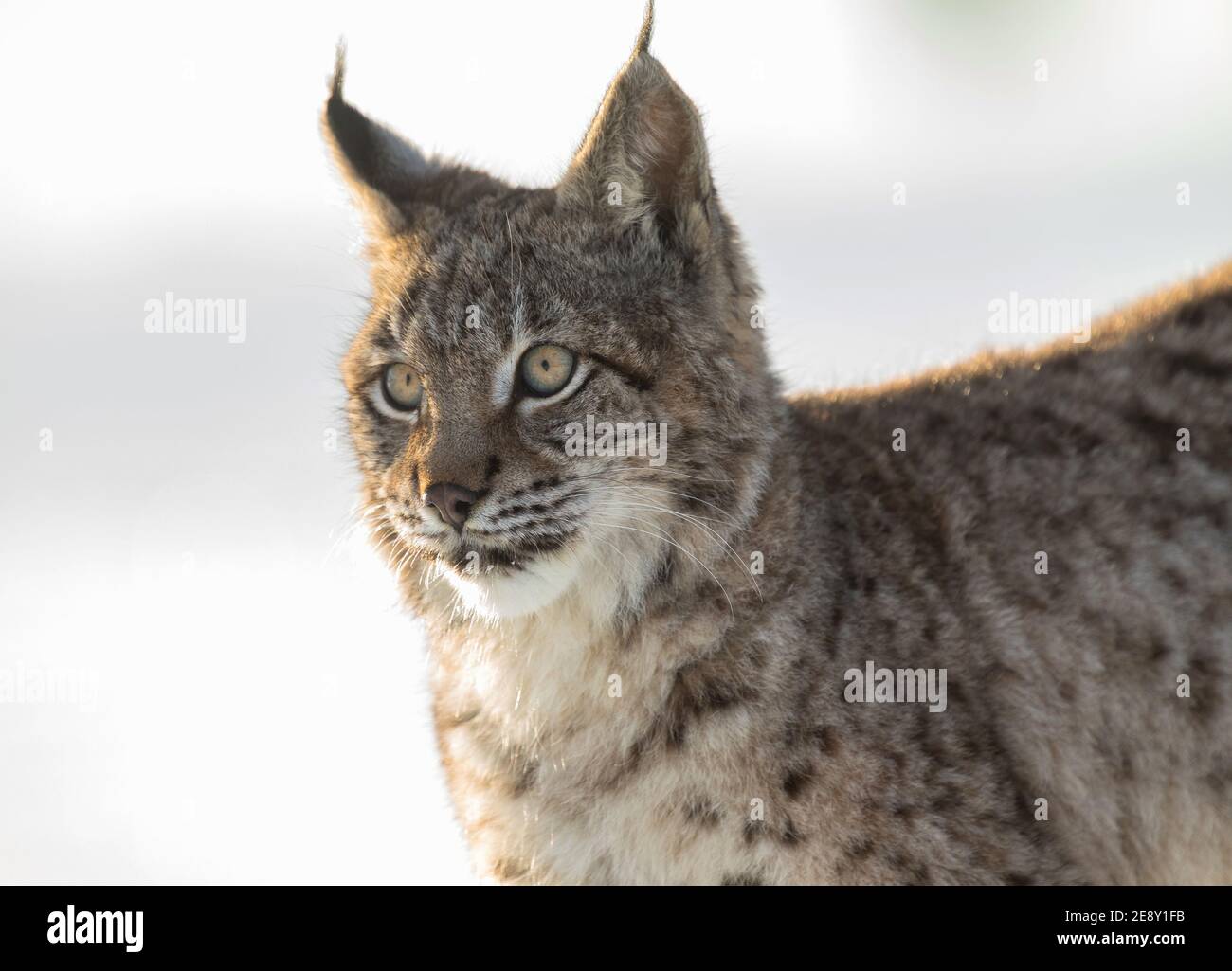 Portrait bébé lynx eurasien, un cub d'un chat sauvage dans la neige. Magnifique jeune lynx dans la nature sauvage d'hiver. Un bébé lynx mignon marche sur un pré en wint Banque D'Images