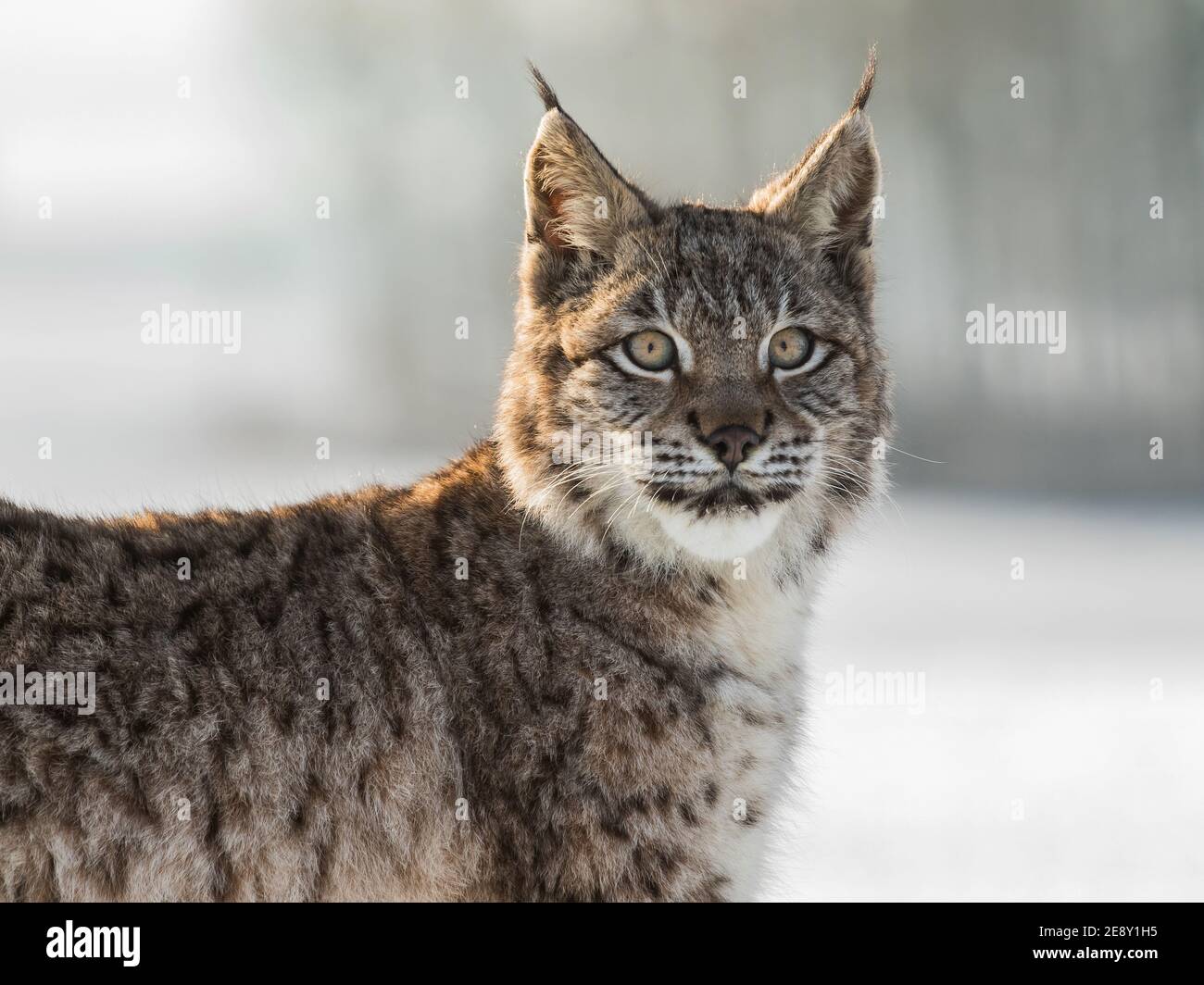 Portrait bébé lynx eurasien, un cub d'un chat sauvage dans la neige. Magnifique jeune lynx dans la nature sauvage d'hiver. Un bébé lynx mignon marche sur un pré en wint Banque D'Images