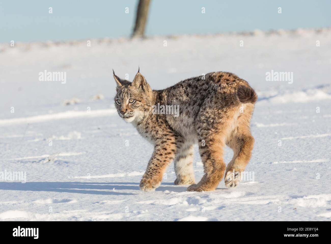 Lynx Eurasien Un Cub D Un Chat Sauvage Dans La Neige Magnifique Jeune Lynx Dans La Nature Sauvage D Hiver Le Bebe Lynx Mignon Marche Sur Un Pre En Hiver Froid Photo Stock