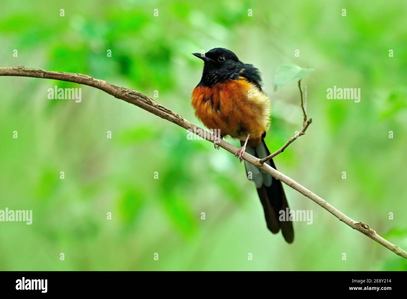 shama à rumpes blanches, Copsyrus malabaricus, songbird orange et noir. Oiseau assis sur la branche avec fond vert, Chine. Oiseau rare dans la nature hab Banque D'Images