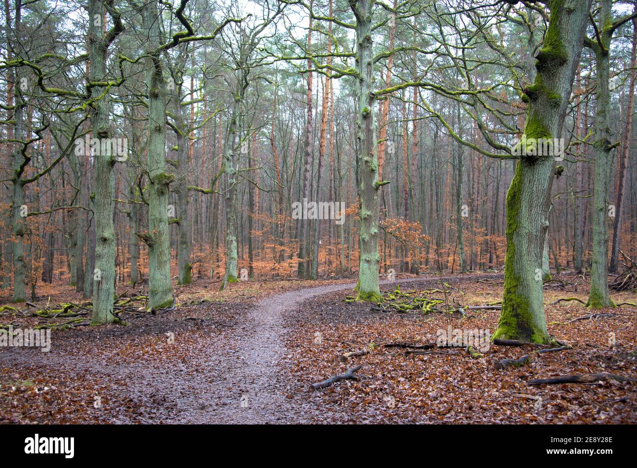 Le silence des chênes dans le défrichement d'une forêt berlinoise Banque D'Images