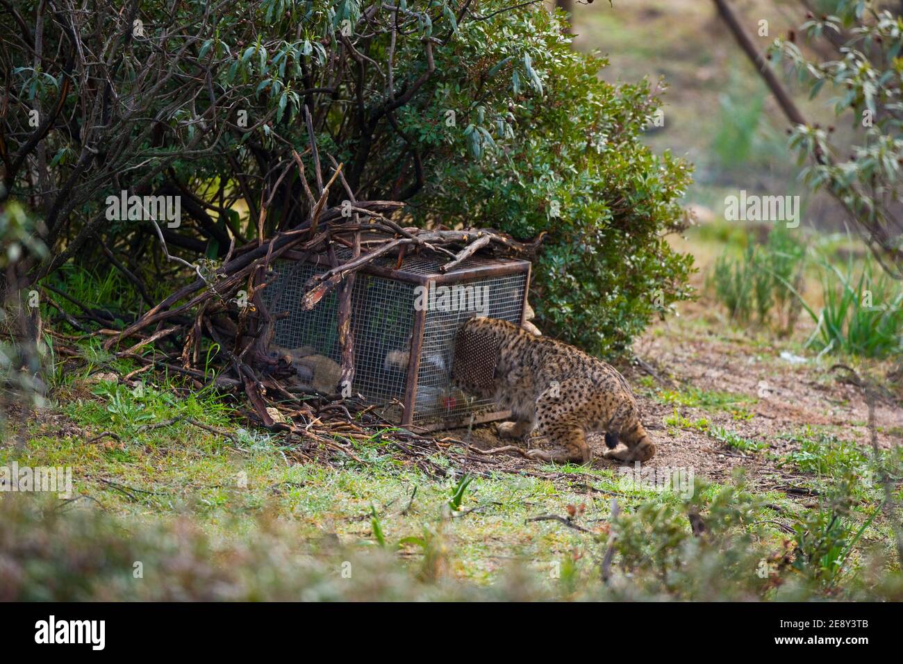 LINCE IBÉRICO - LYNX IBÉRIQUE (Lynx pardinus), capsurando un conejo en un cercado de alimentación suplementaria, Parque Natural Sierra de Andújar, Jae Banque D'Images