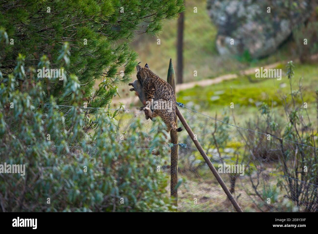 LINCE IBÉRICO (Lynx pardinus), capturando un conejo en un cercado de alimentación suplementaria, Parque Natural Sierra de Andújar, Jaen, Andalucía, es Banque D'Images
