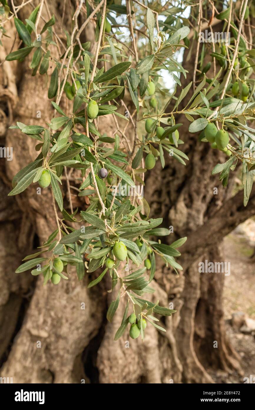 Gros plan de la branche d'olivier avec des olives vertes et feuilles Banque D'Images